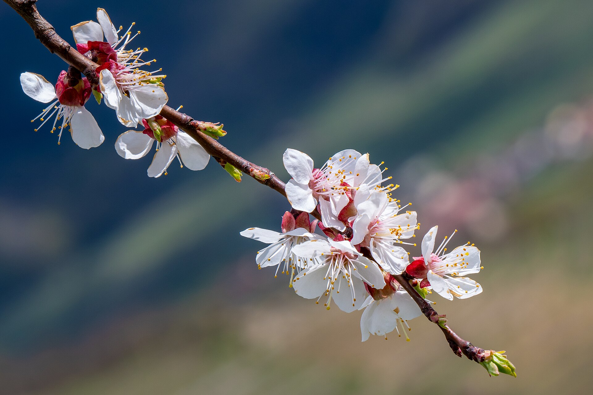 Marillenblüte in der Wachau